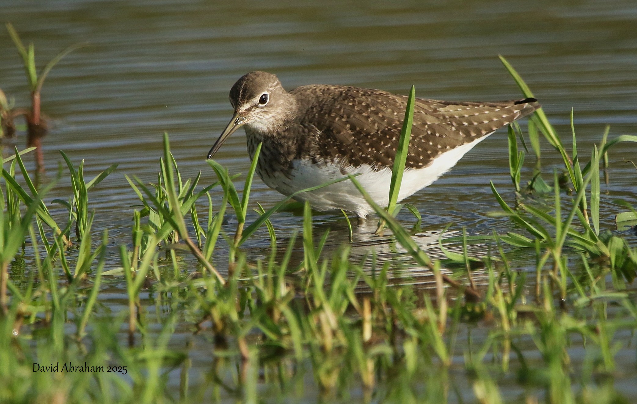 Green Sandpiper 