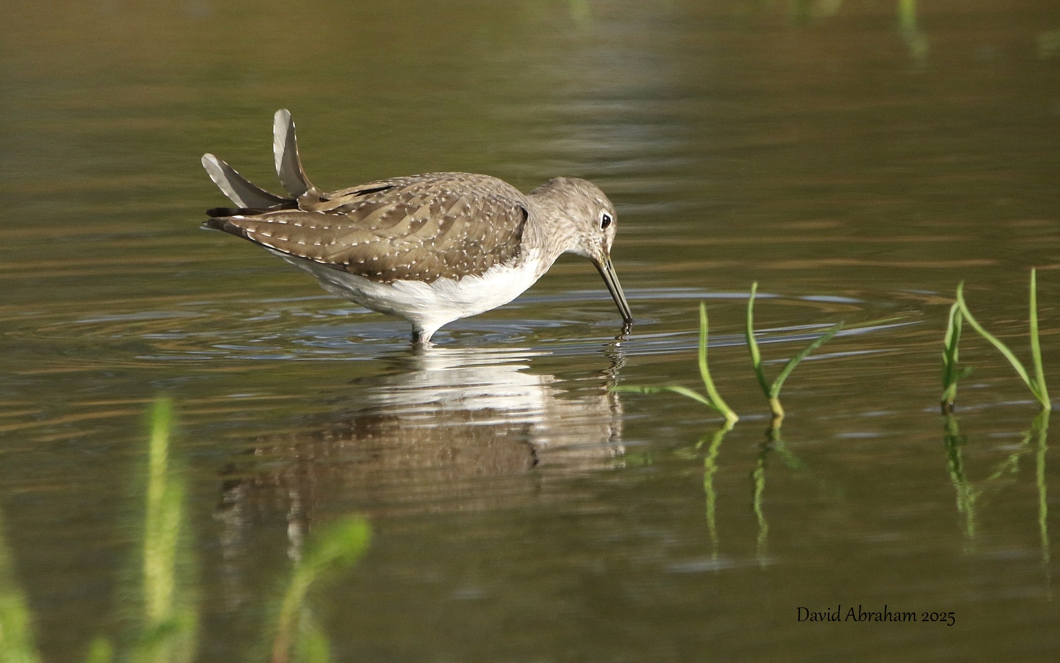 Green Sandpiper 