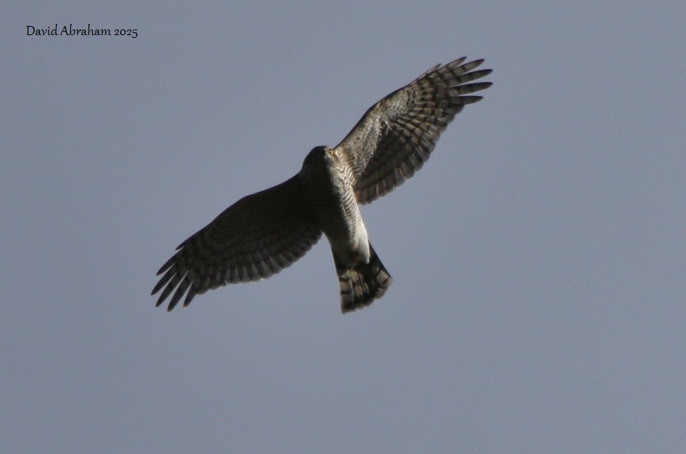 Sparrowhawk 