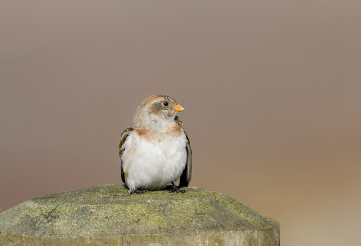 Snow Bunting