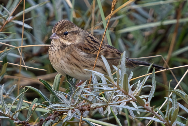 Black-faced Bunting