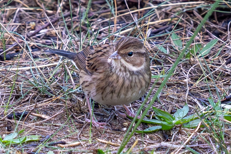 Black-faced Bunting