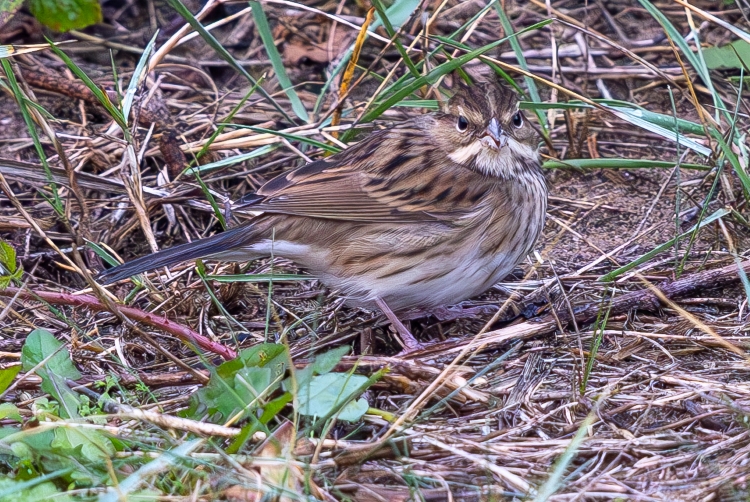 Black-faced Bunting