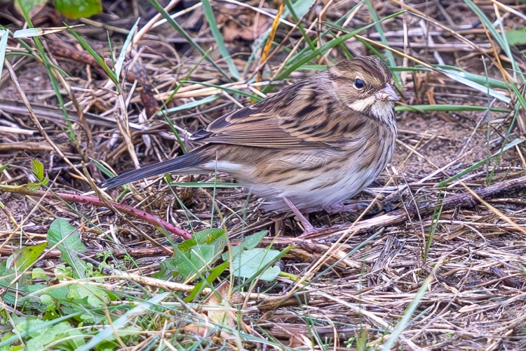 Black-faced Bunting