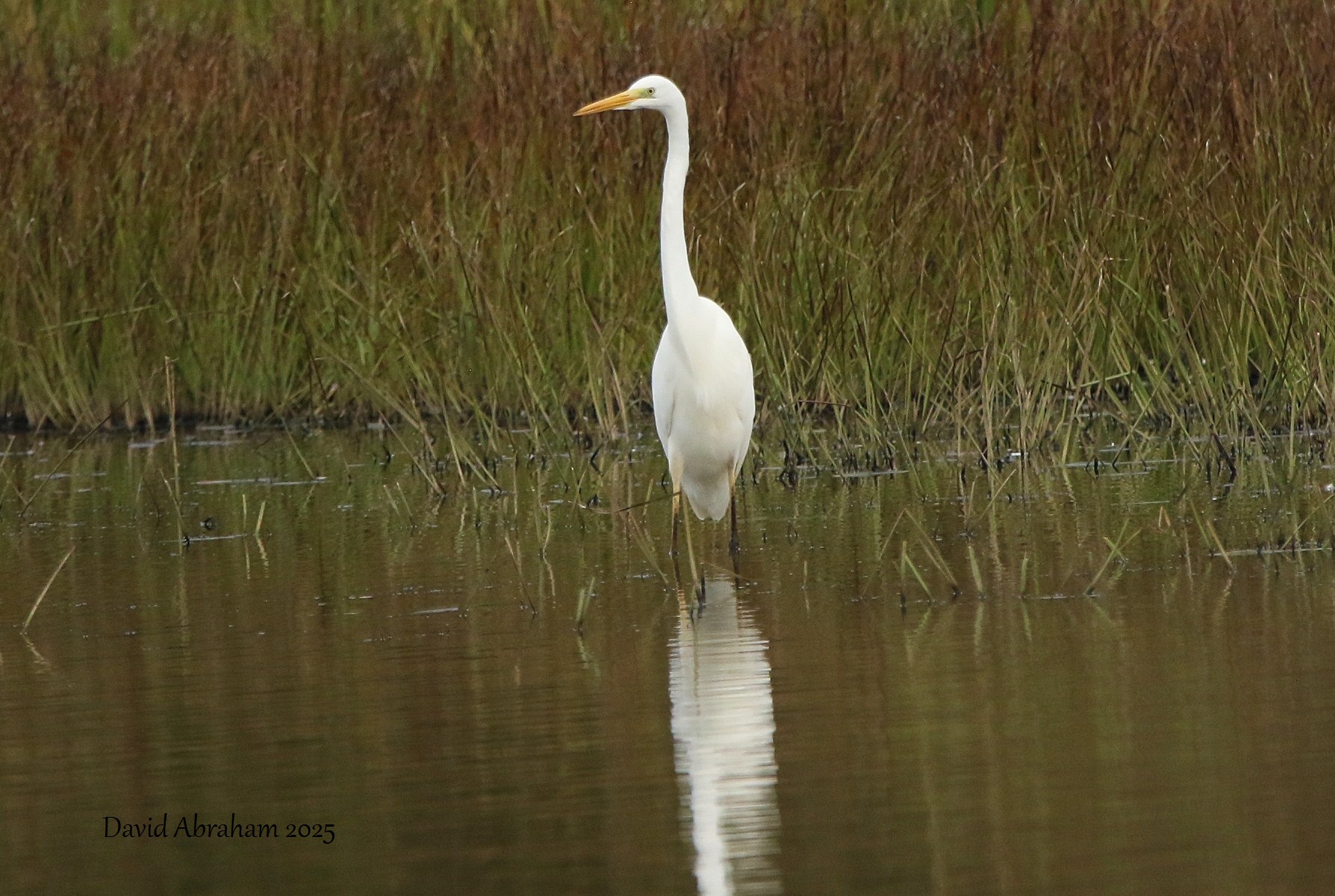 Great White Egret 