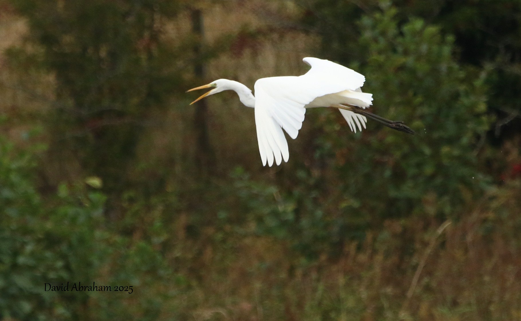 Great White Egret 