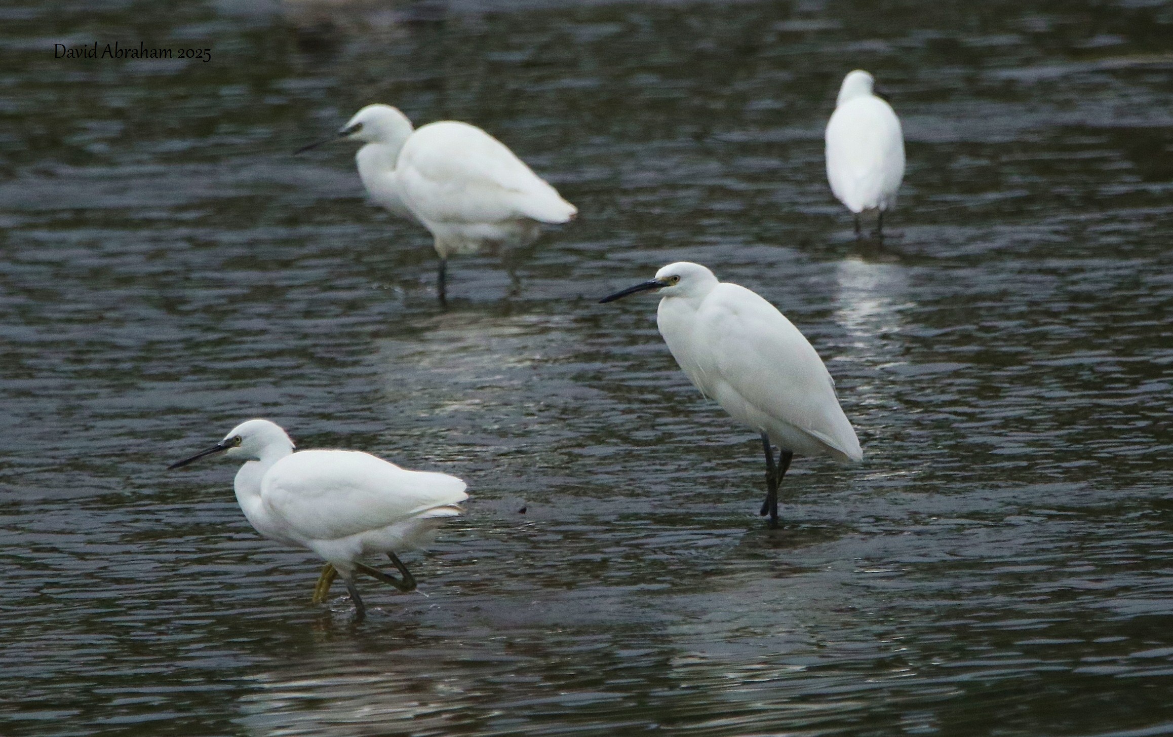 Little Egret 