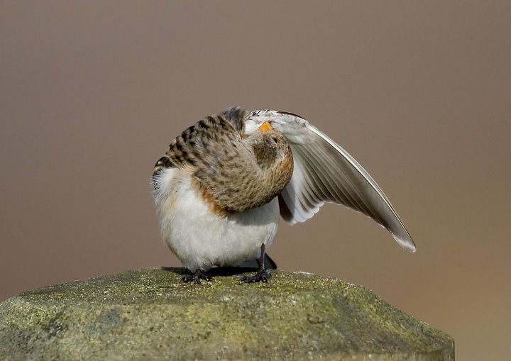 Snow Bunting