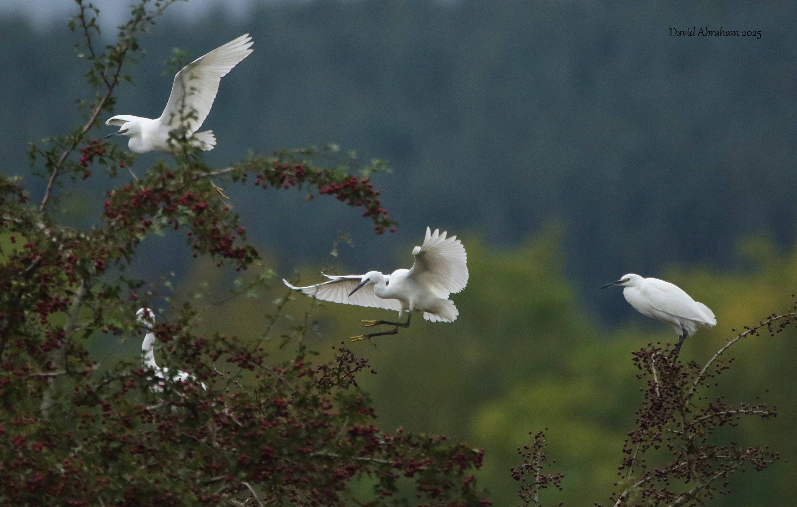 Little Egret 