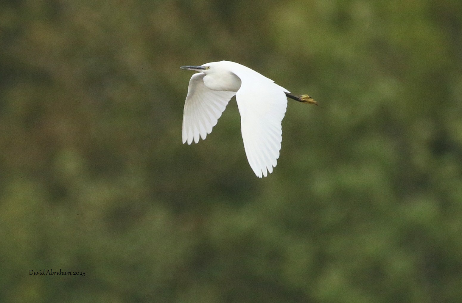 Little Egret 
