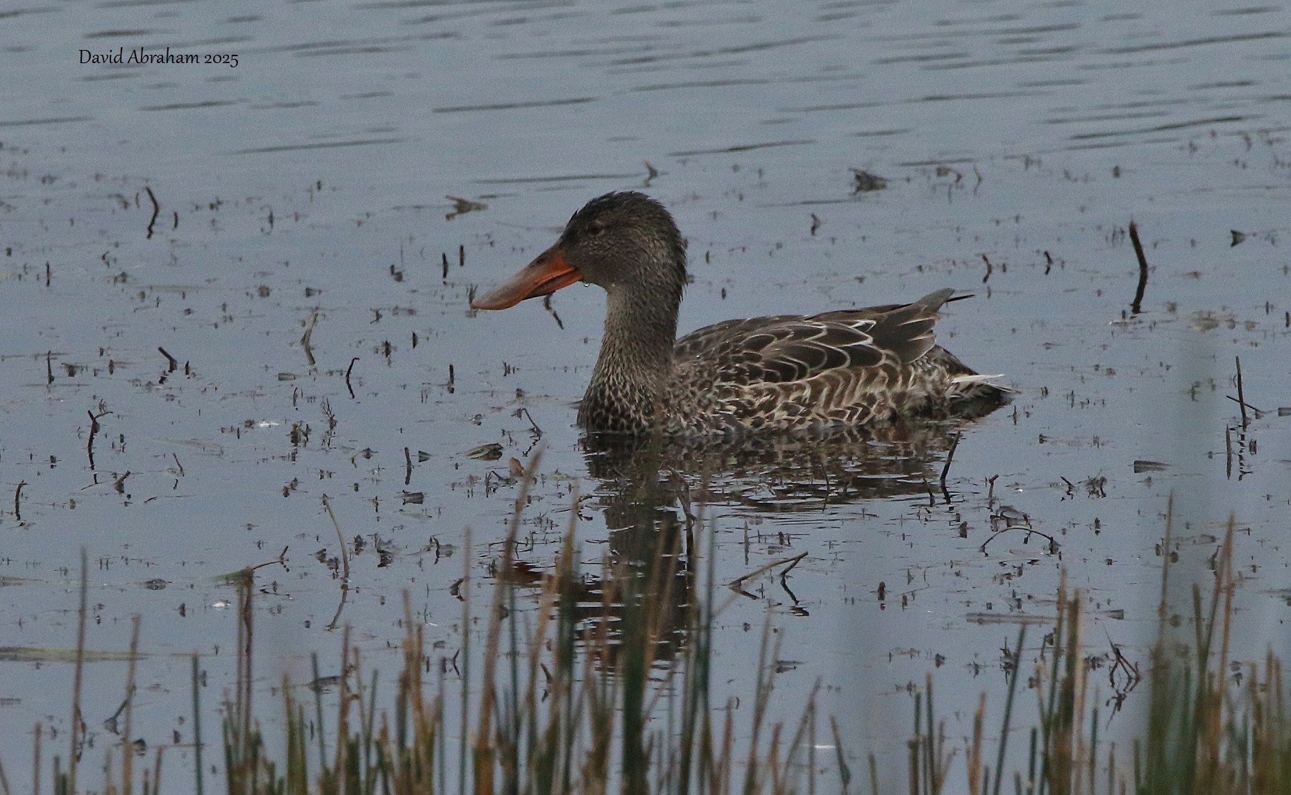 Shoveler 