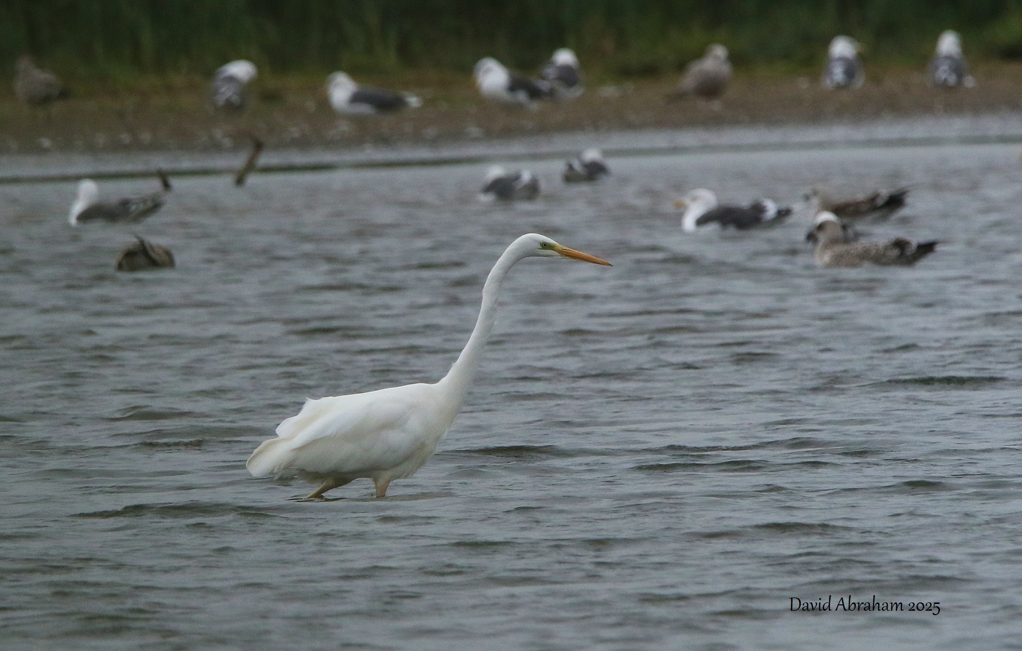 Great White Egret 