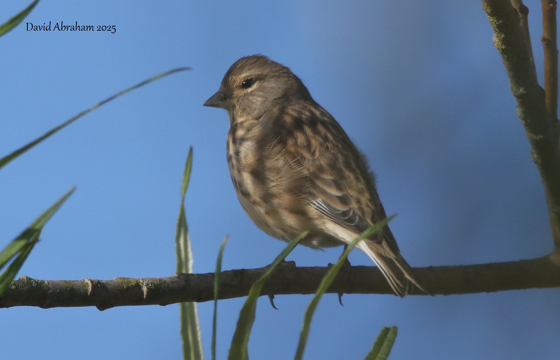 Linnet 
