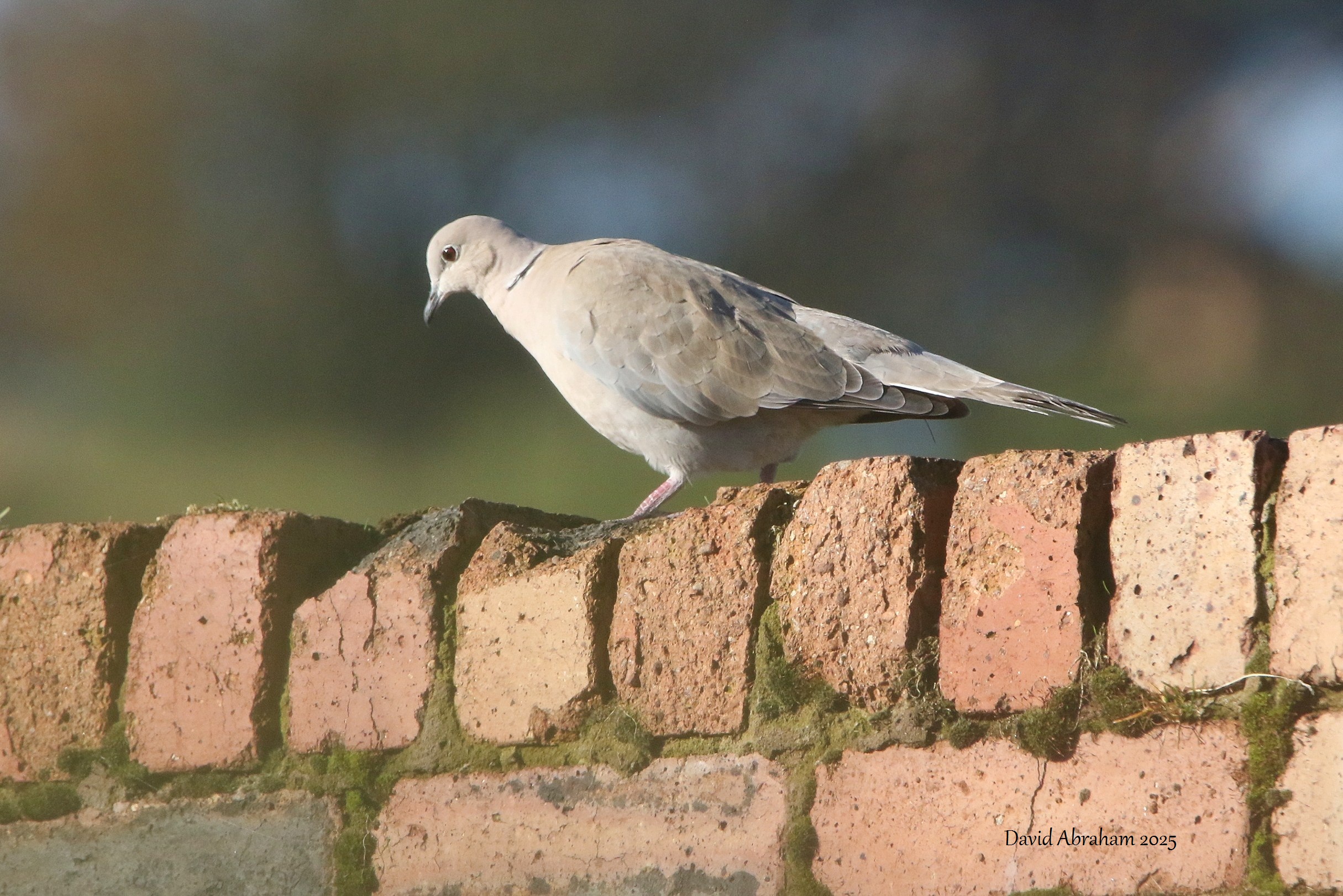 Collared Dove 