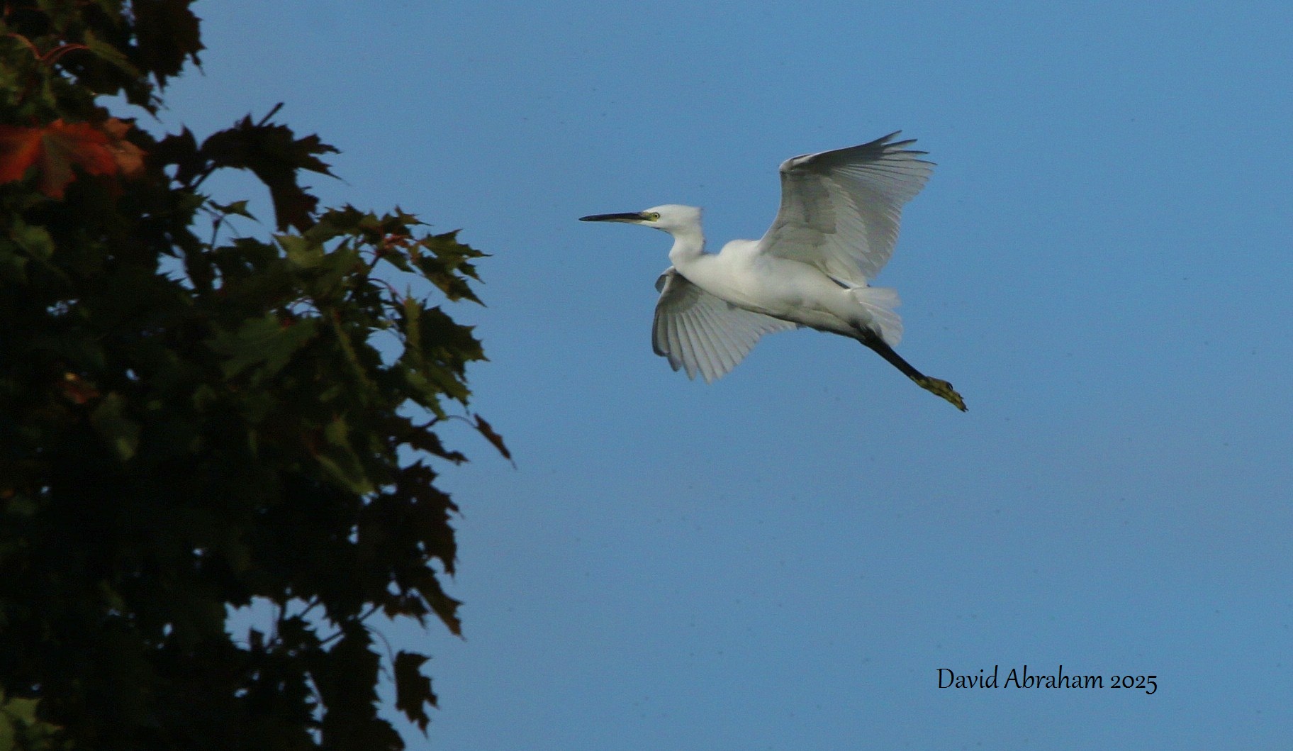Little Egret 