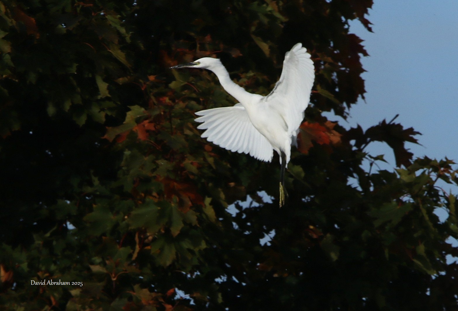 Little Egret 