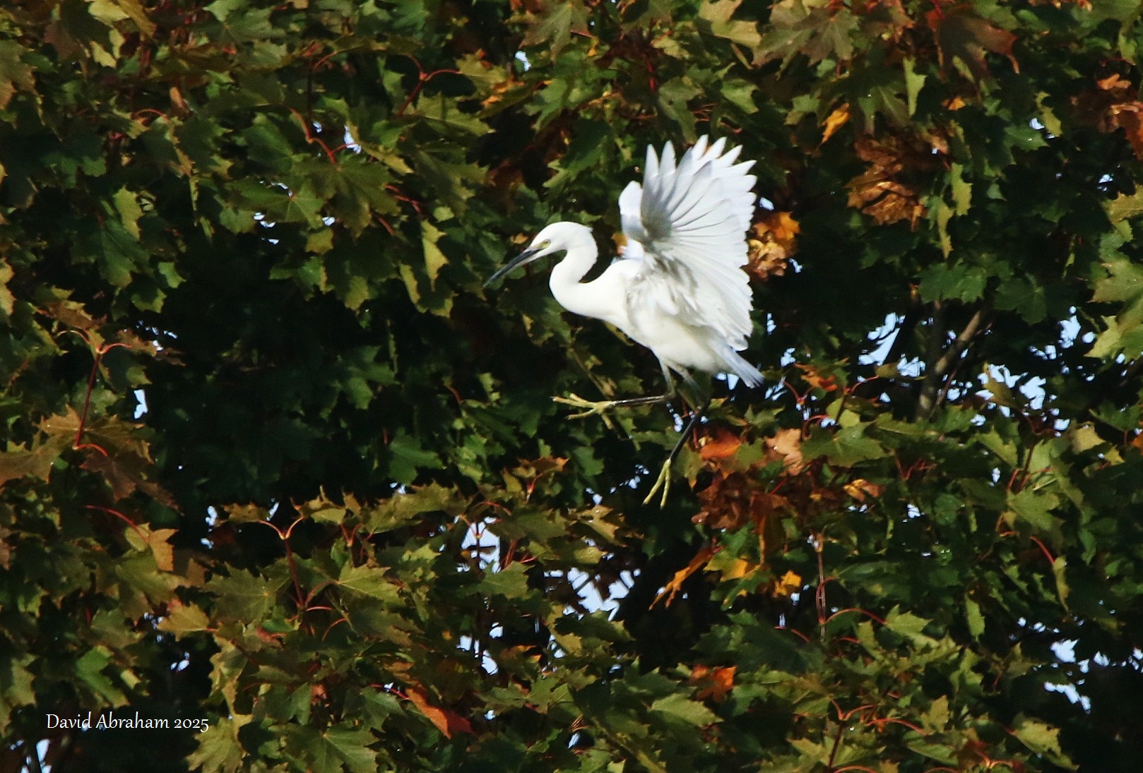 Little Egret 