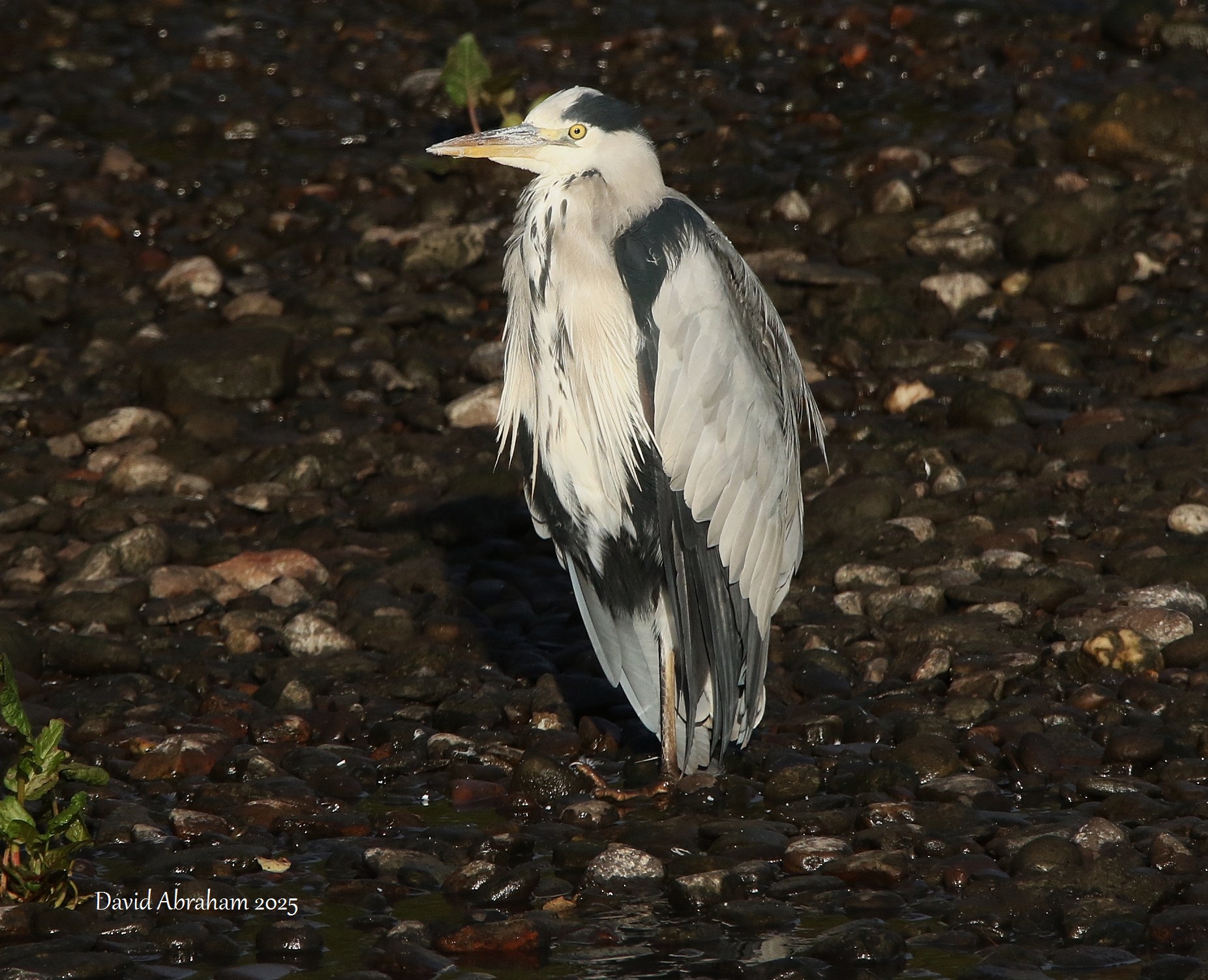 Grey Heron 