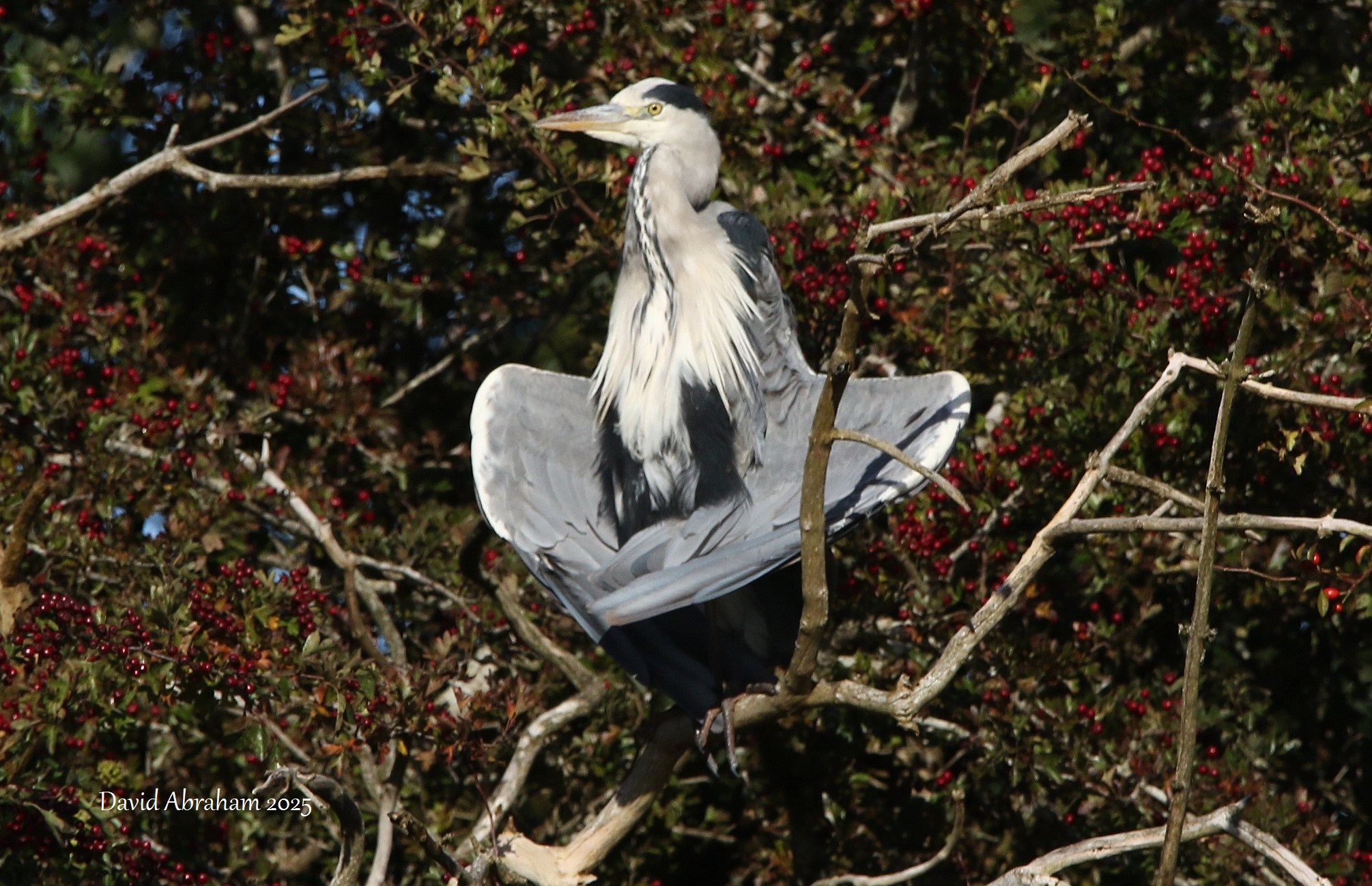 Grey Heron 