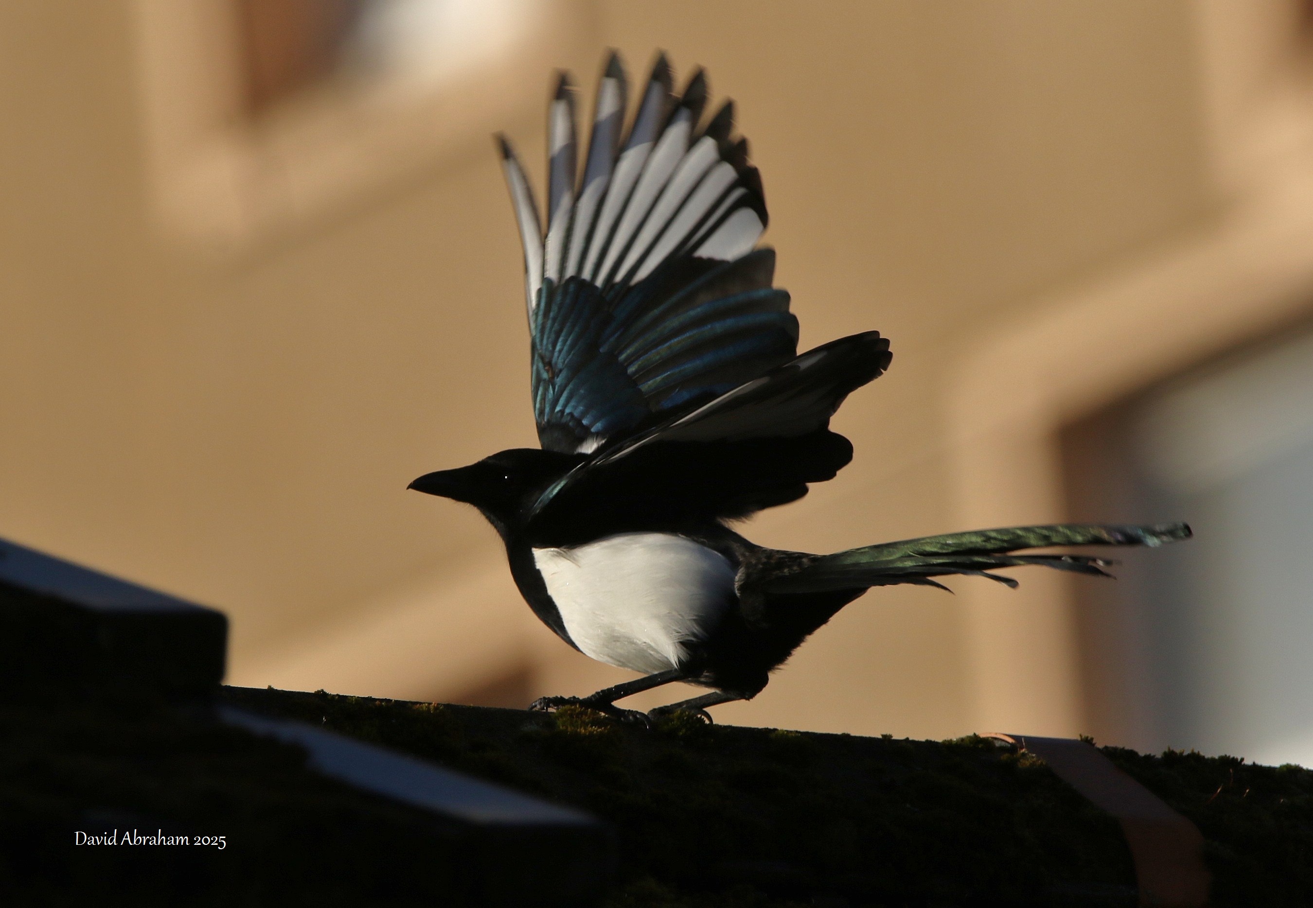 Magpie 