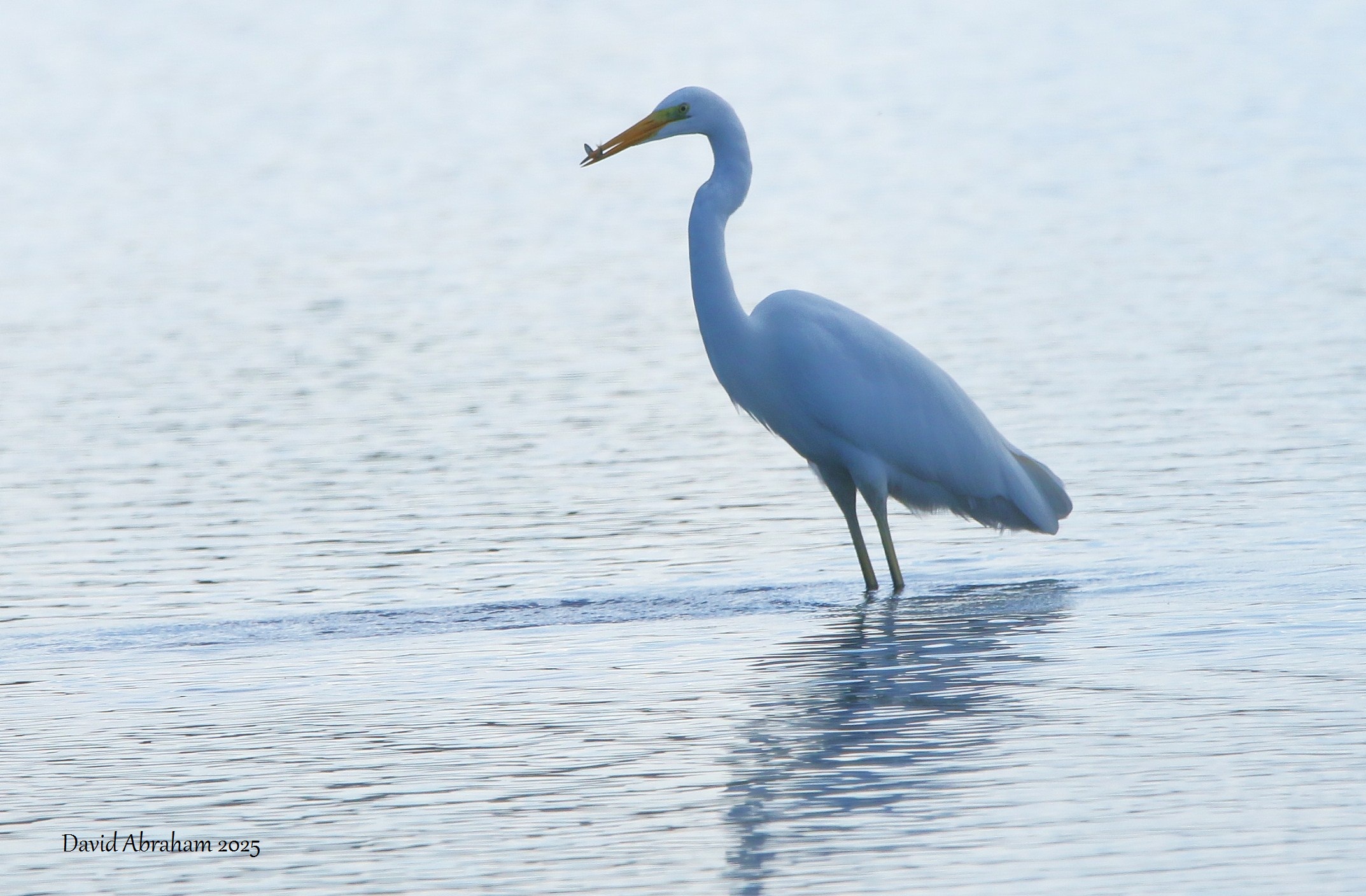 Great White Egret 