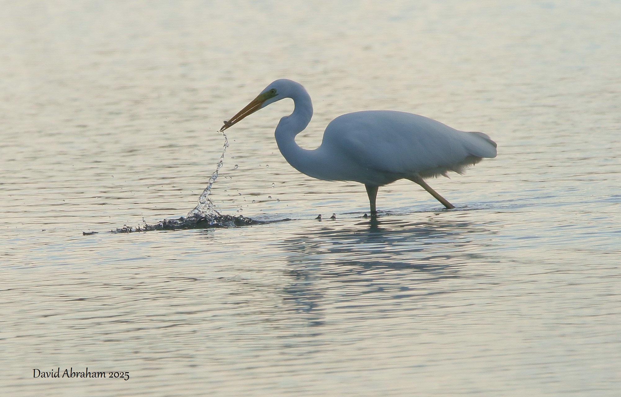 Great White Egret 