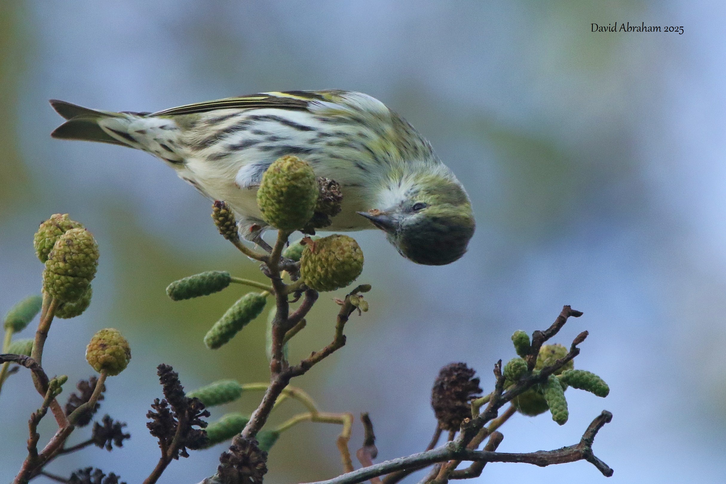 Siskin 
