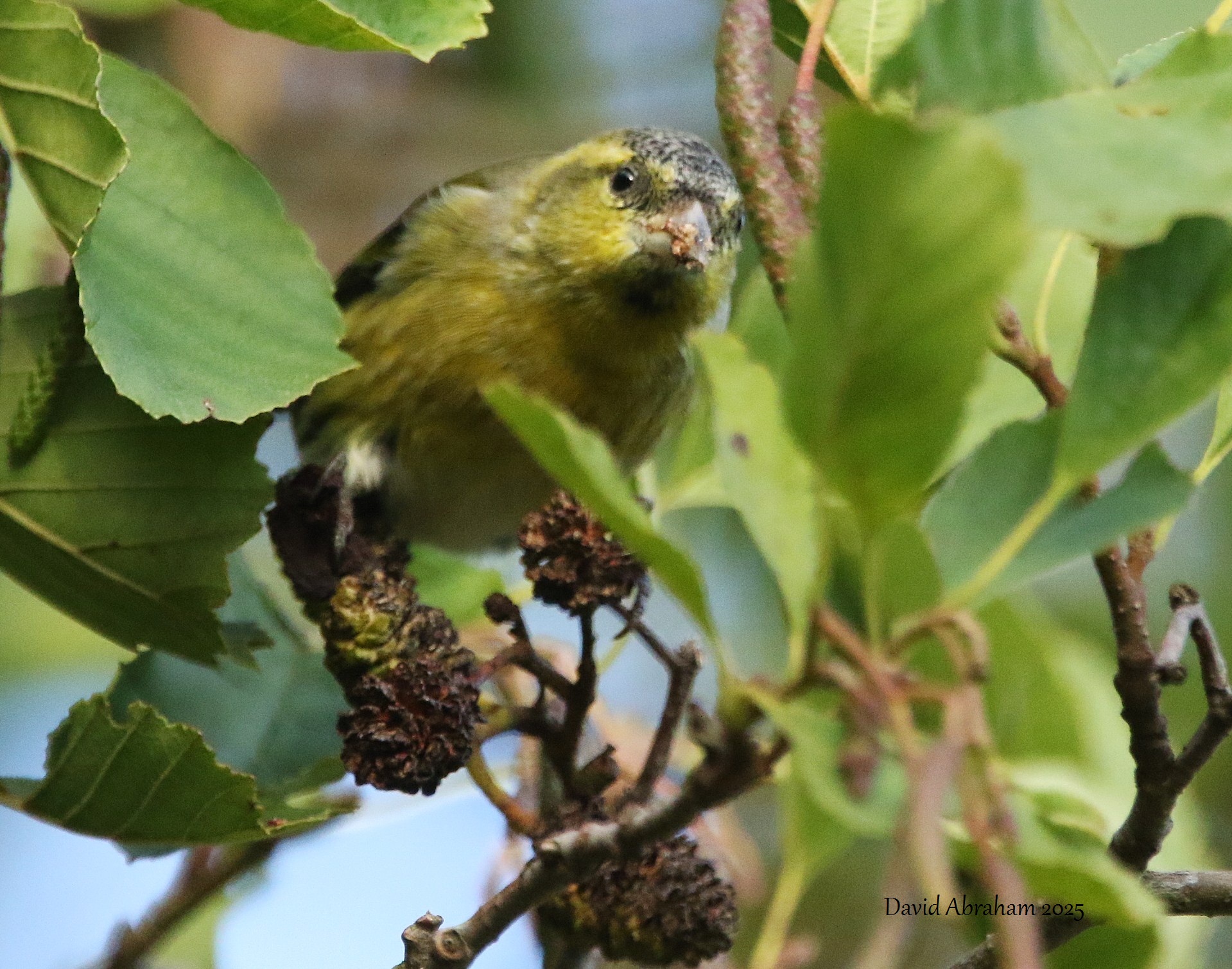 Siskin 