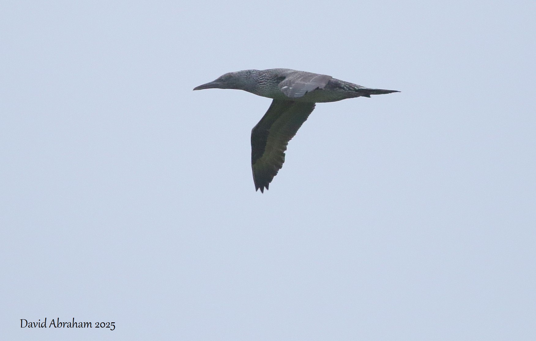Gannet 