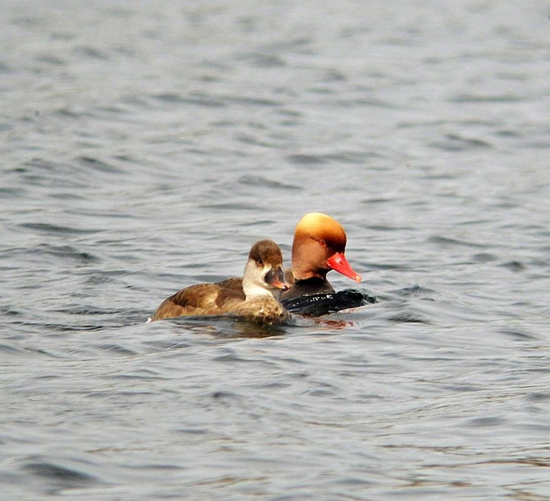 Red-crested Pochard