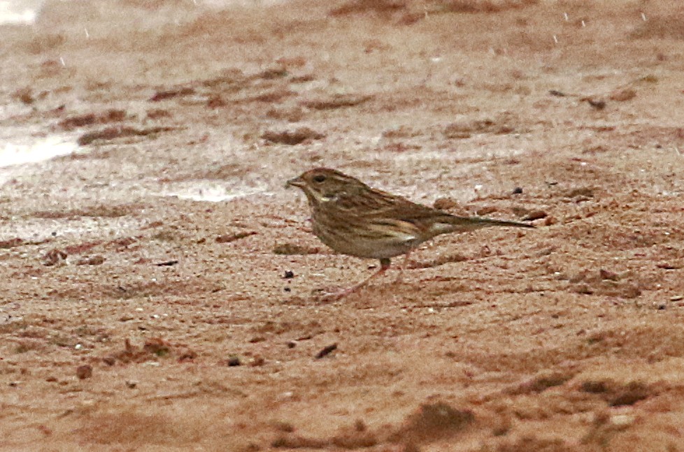 Black-faced Bunting