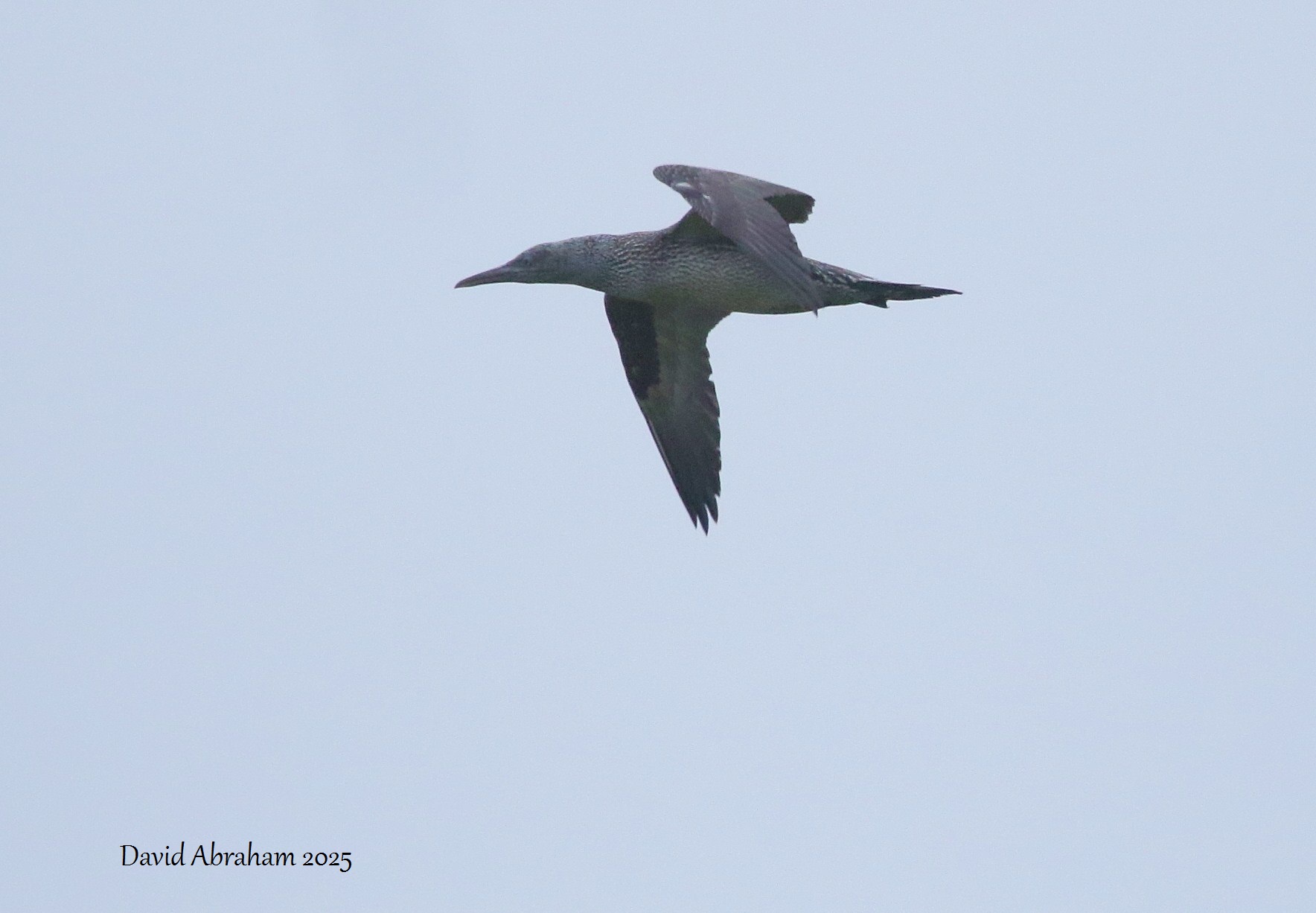 Gannet 