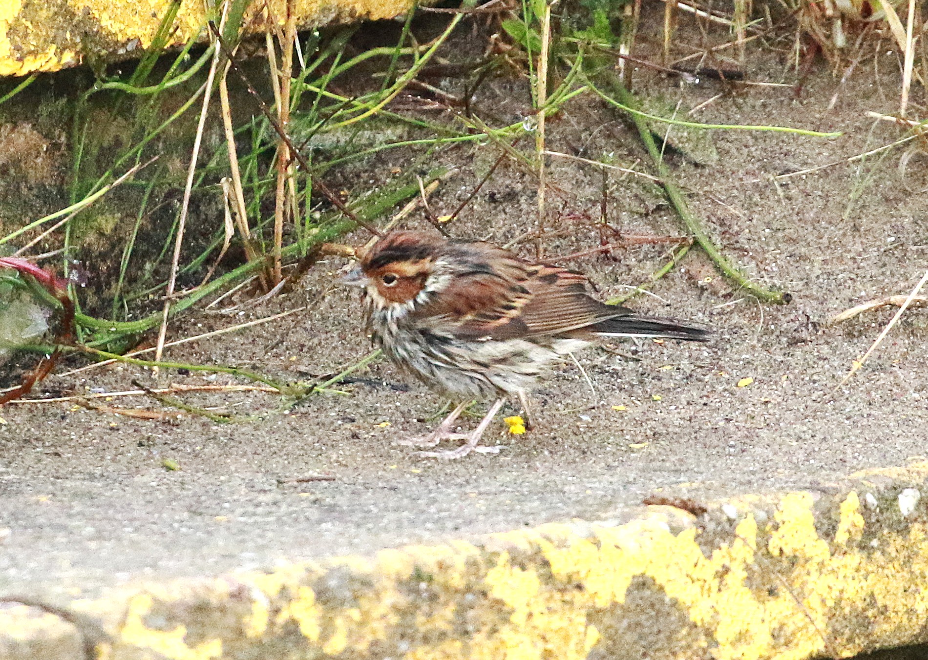 Little Bunting