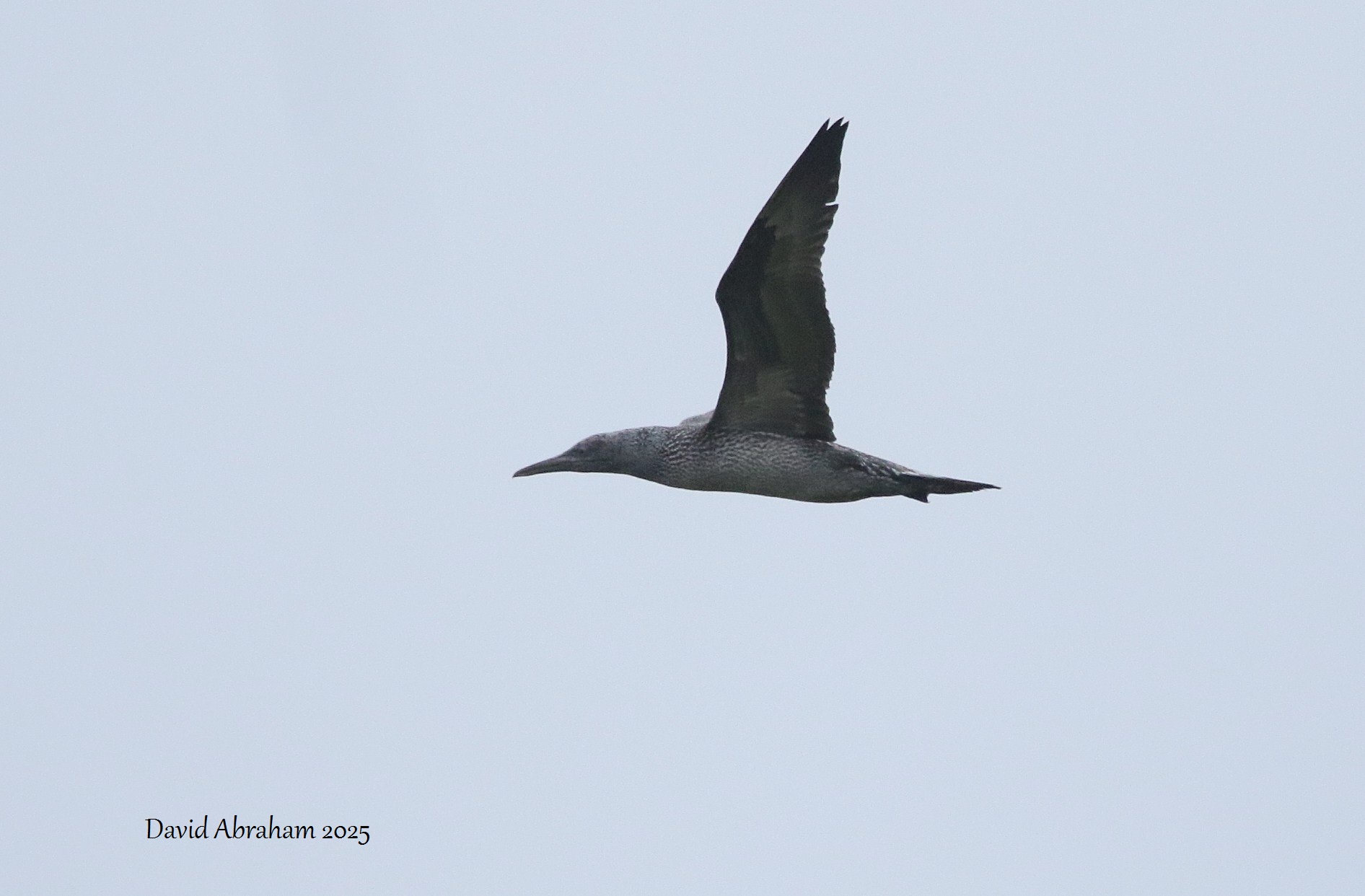 Gannet 