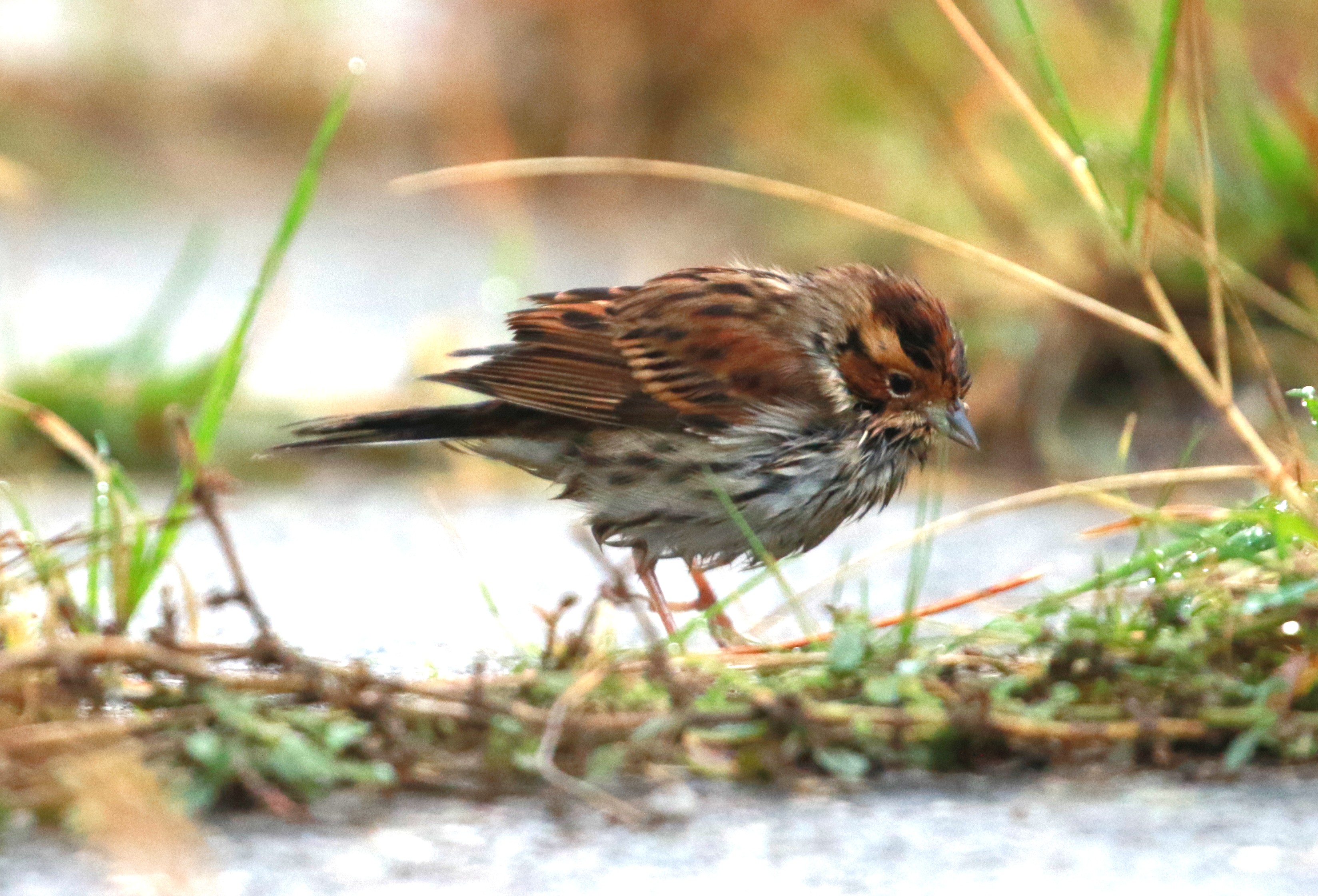 Little Bunting