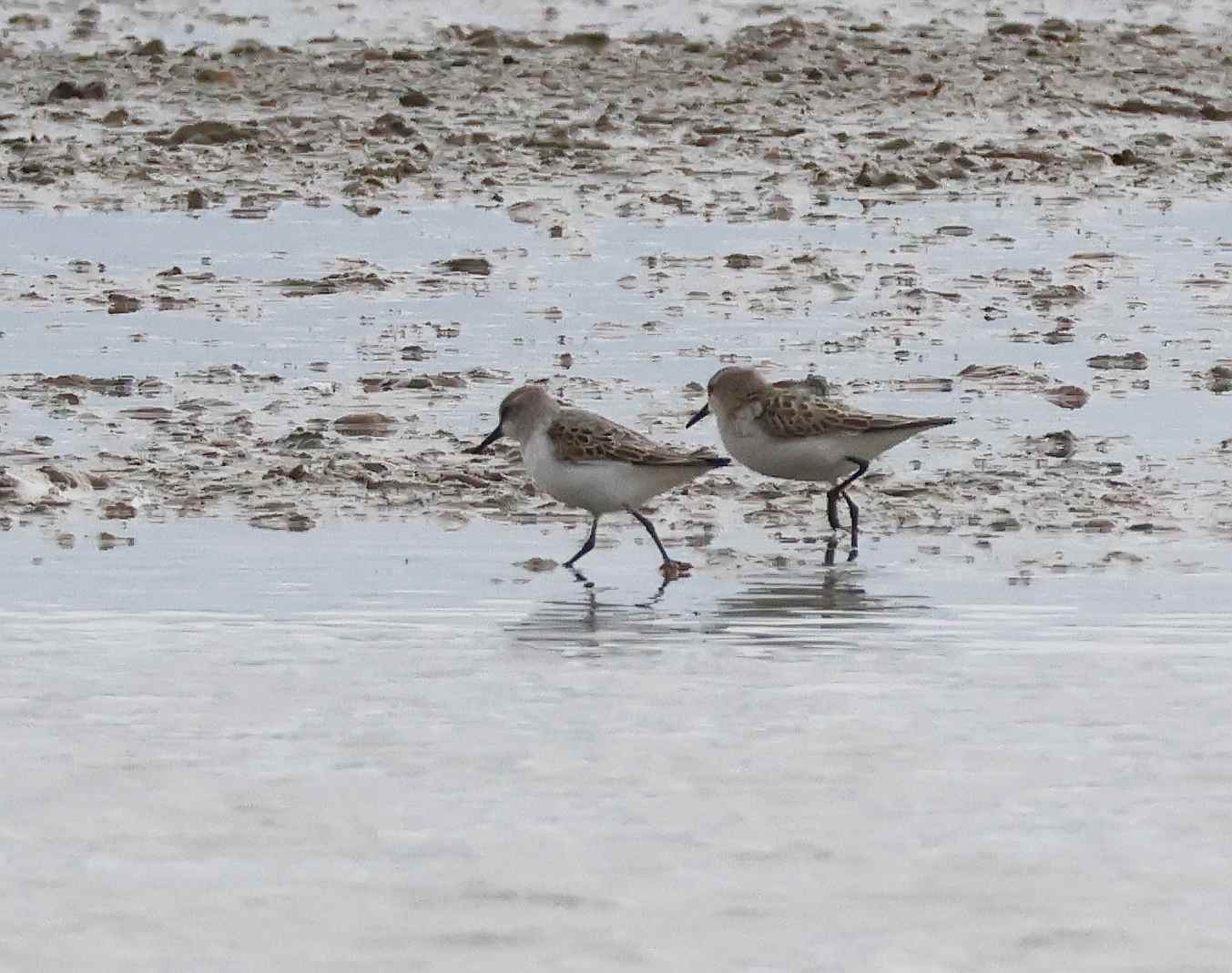Little Stint