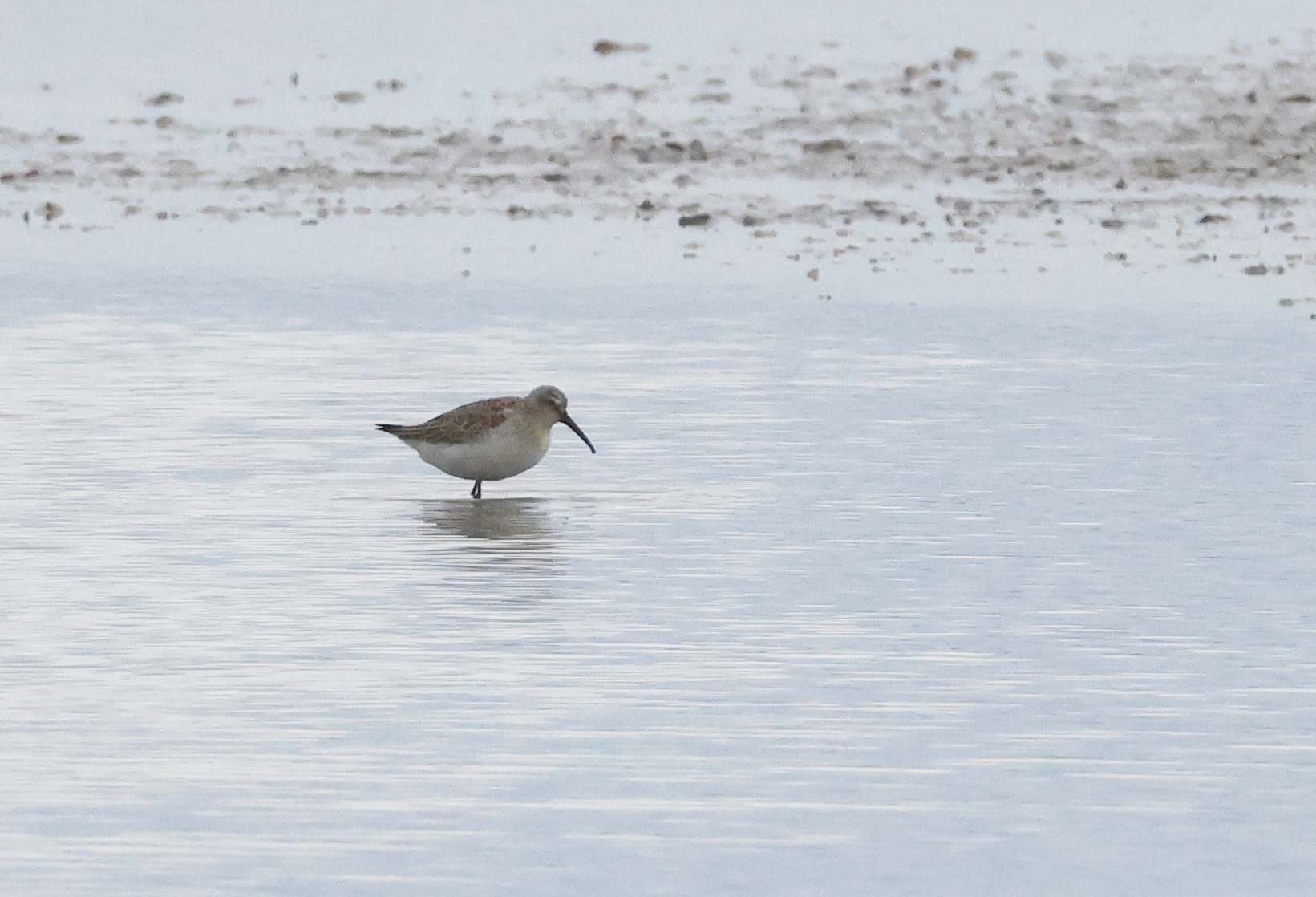 Curlew Sandpiper