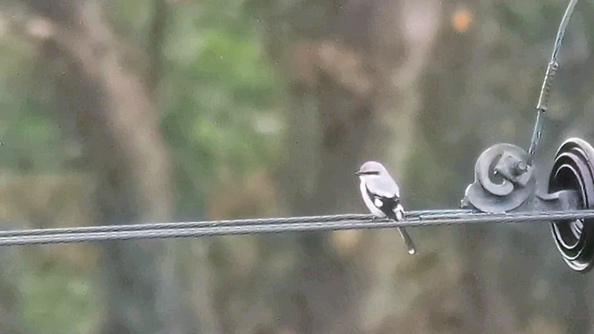 Great Grey Shrike