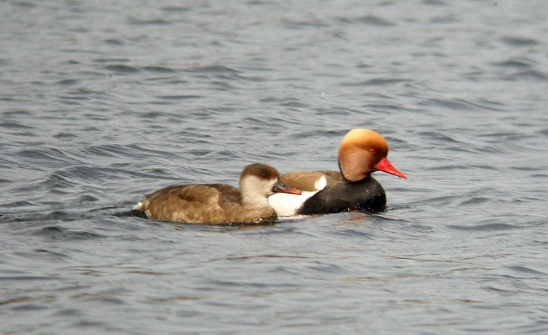 Red-crested Pochard