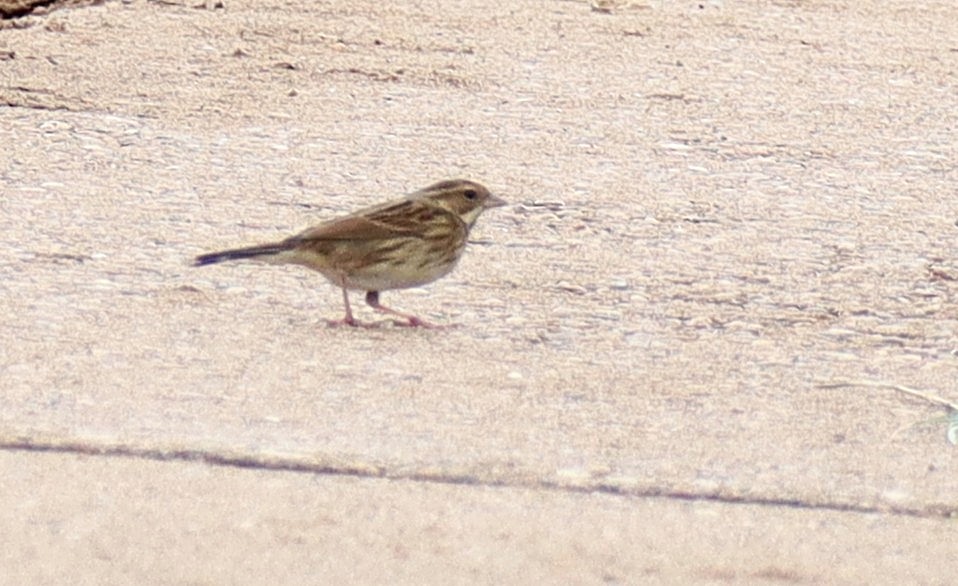 Black-faced Bunting