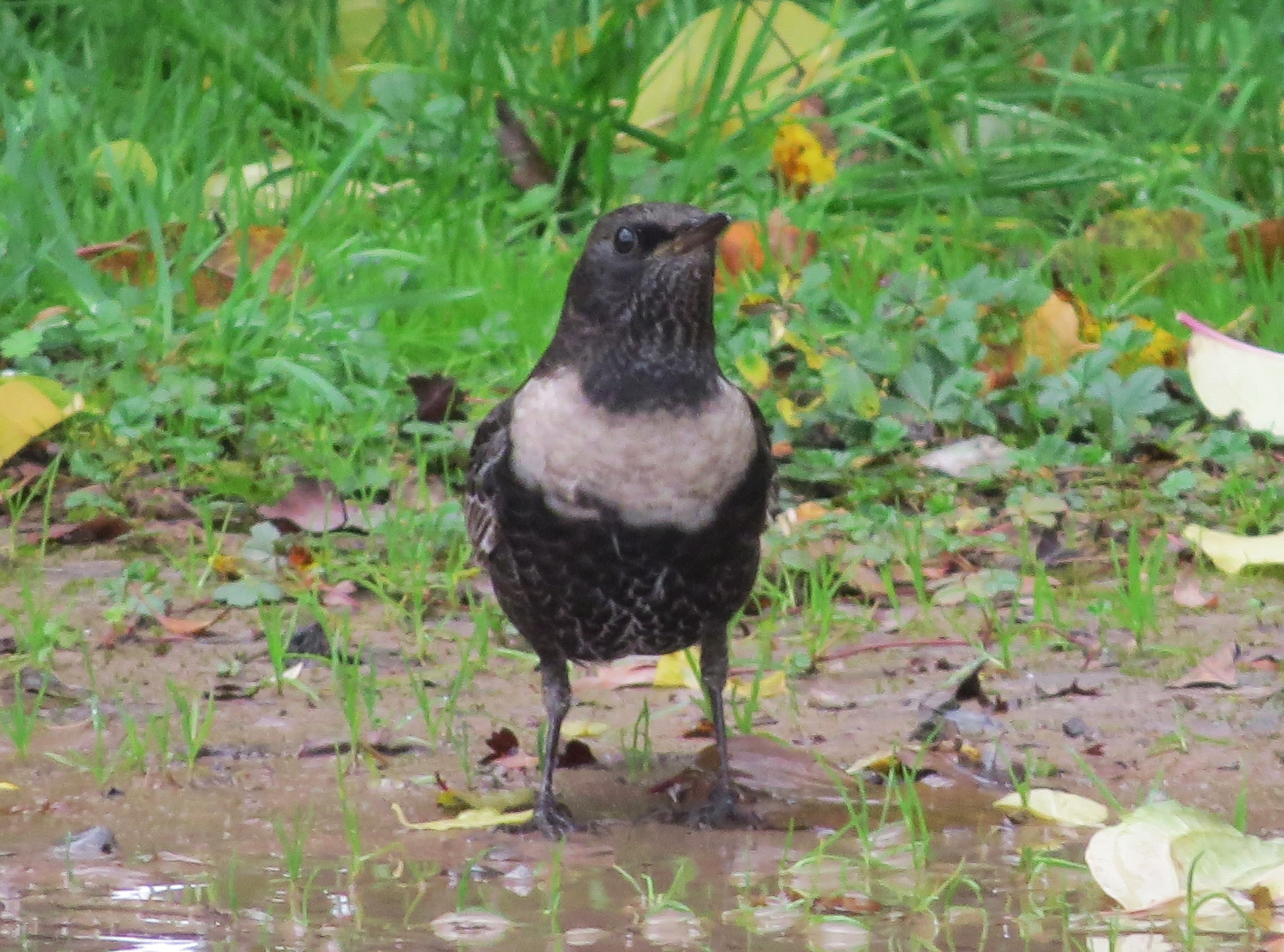 Ring Ouzel