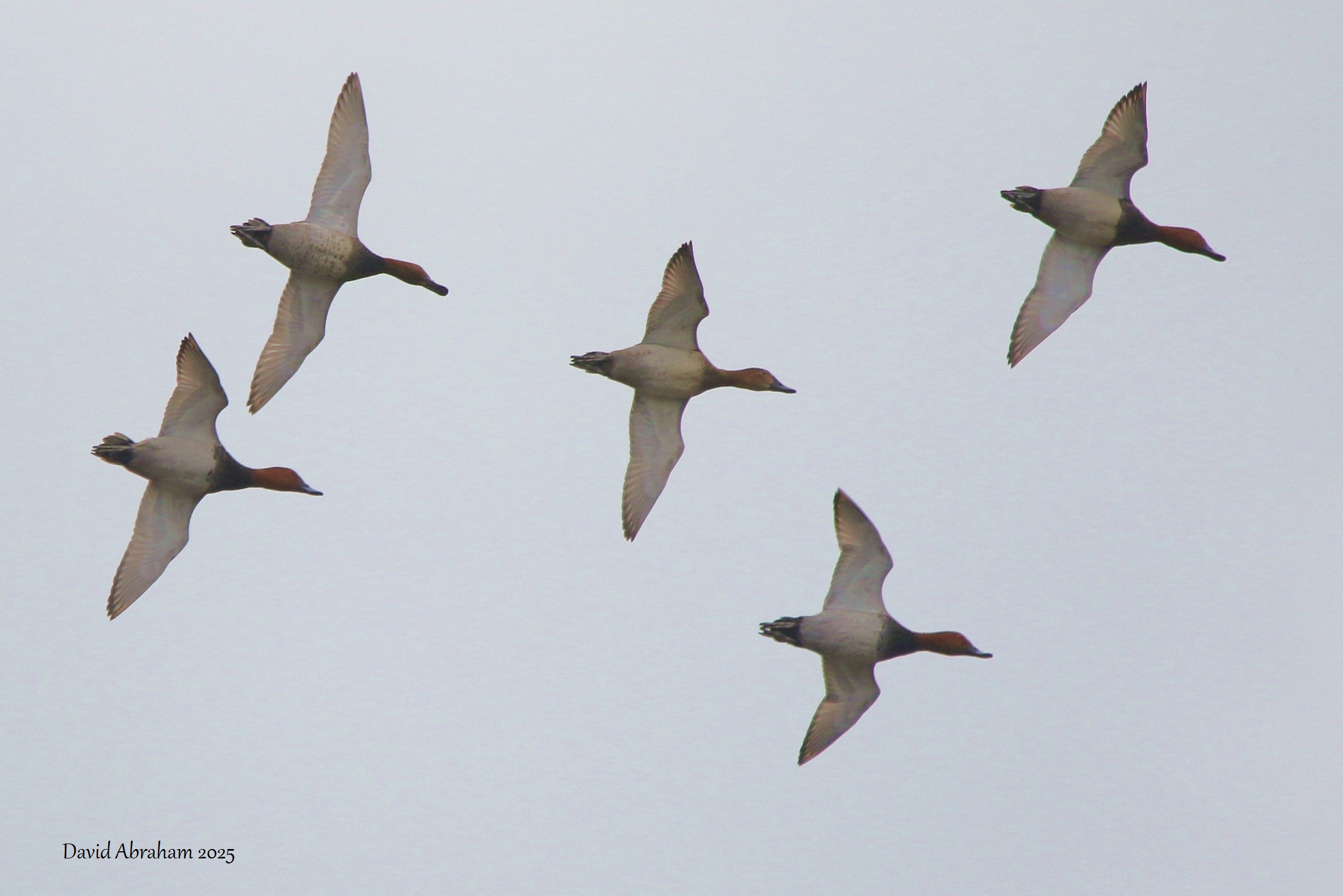 Pochard 