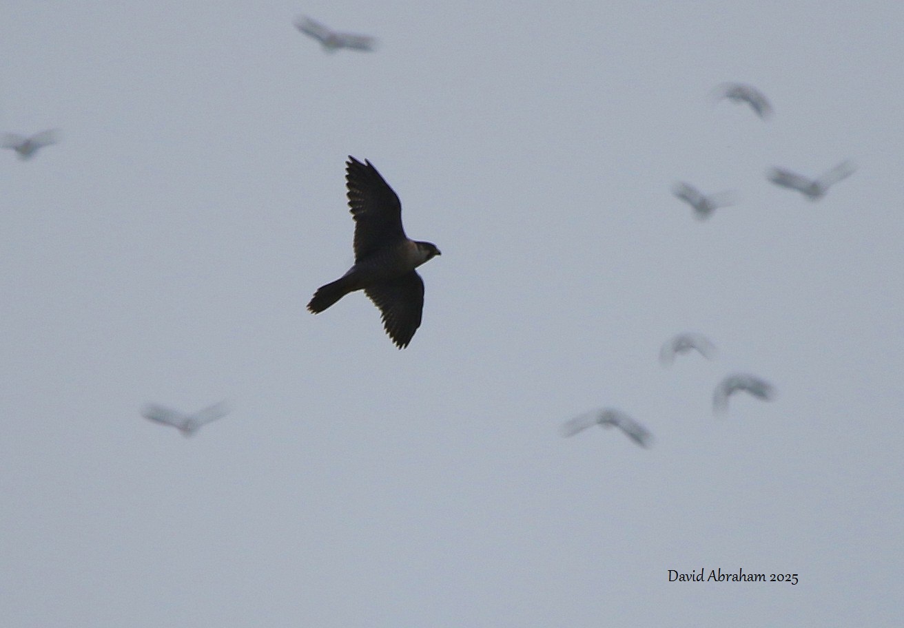 Peregrine 