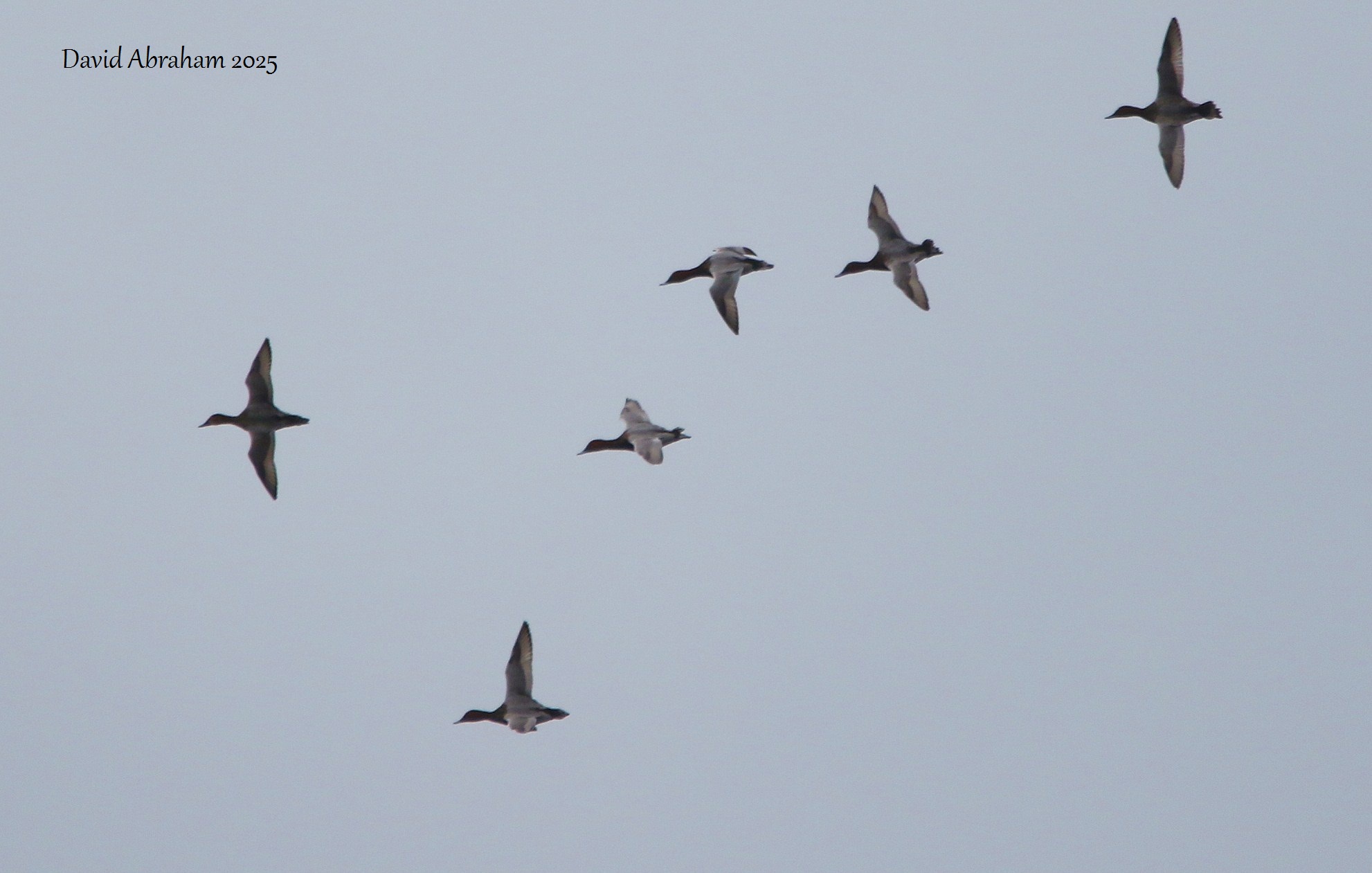 Pochard 