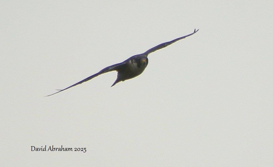 Peregrine 