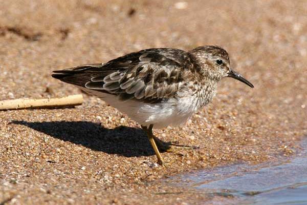 Least Sandpiper