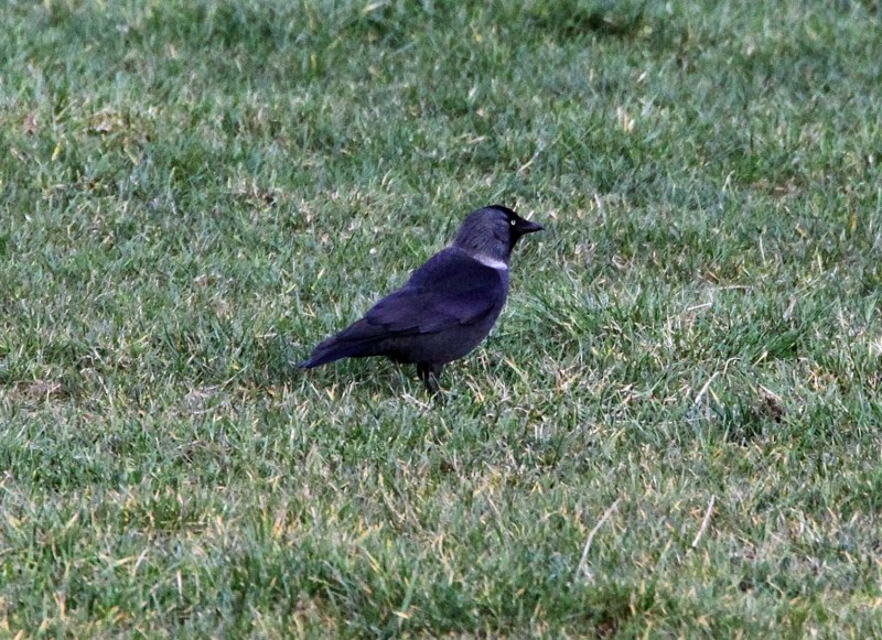 Nordic Jackdaw