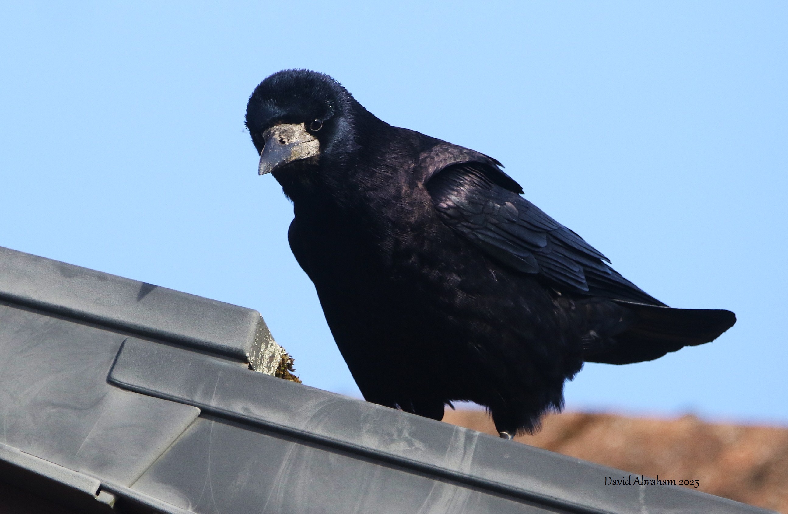 Rook 