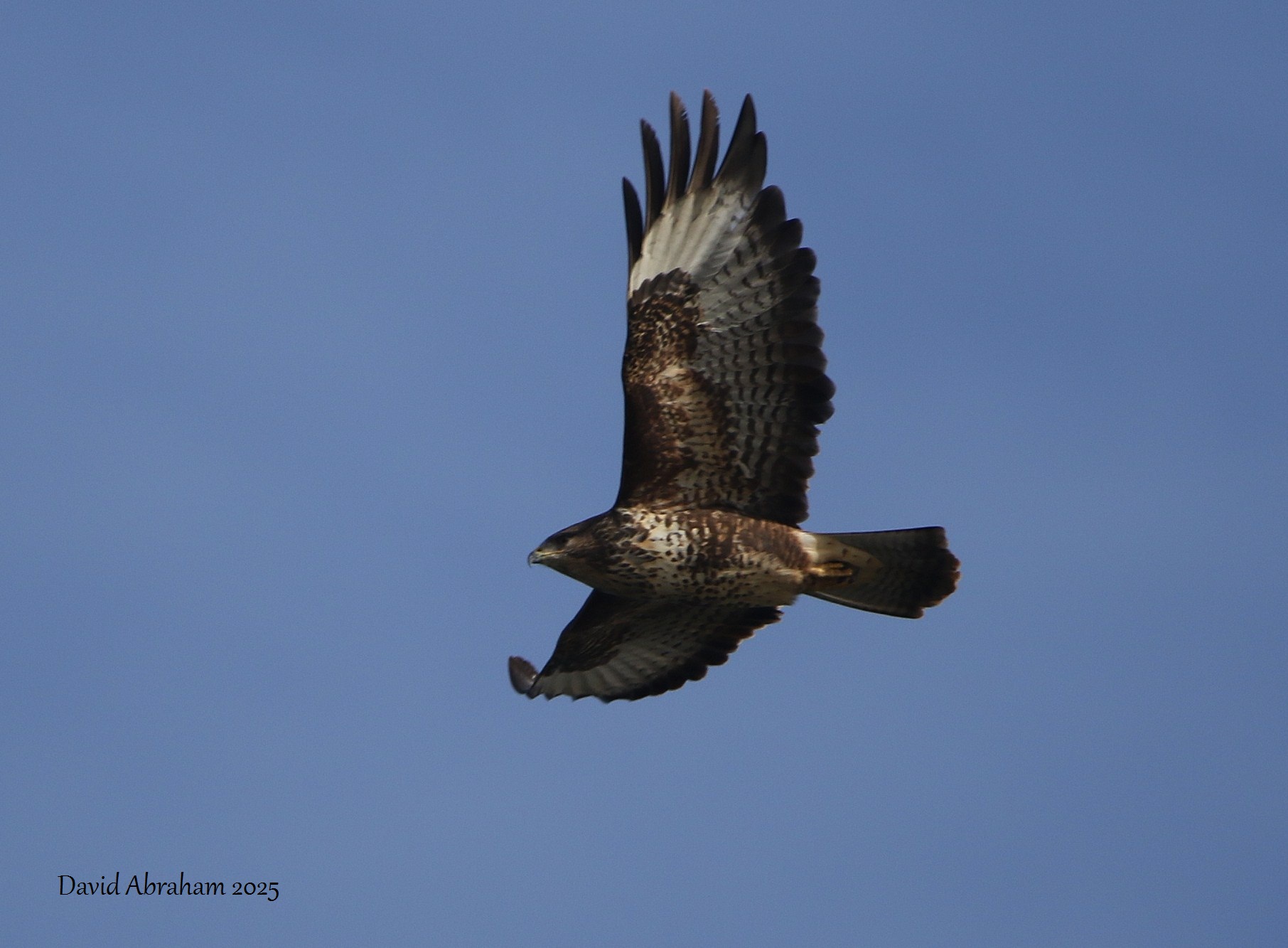 Buzzard