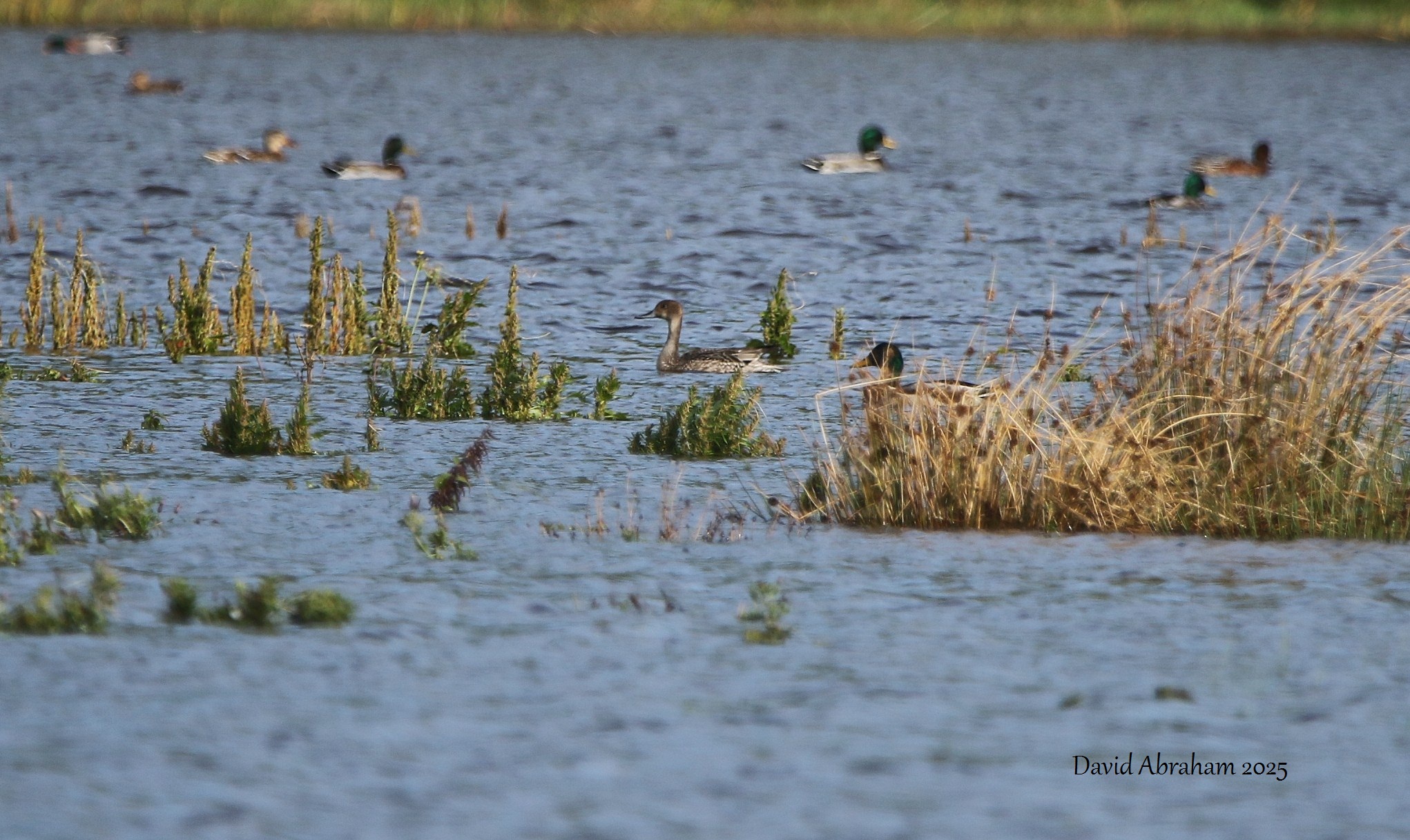 Pintail 